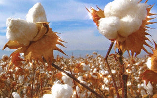 Supima Cotton Jason Brickhill Cotton fields Sustainable clothing brand pima