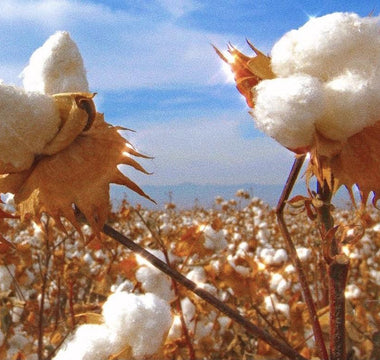 Supima Cotton Jason Brickhill Cotton fields Sustainable clothing brand pima